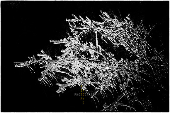 Icy Quills