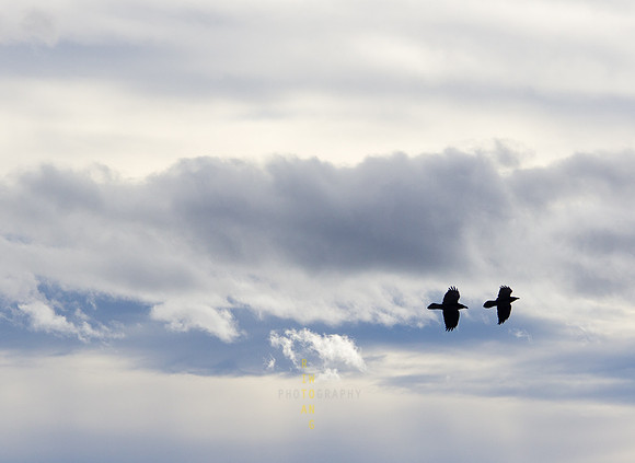 Flight of the Ravens