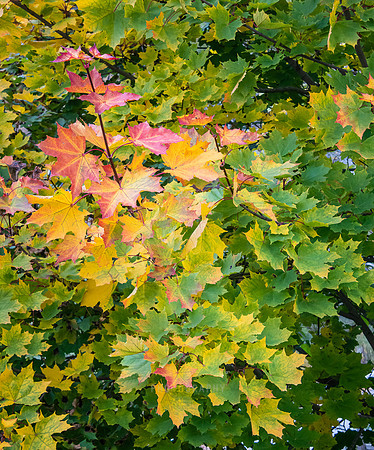 Evergreen Brickworks 56