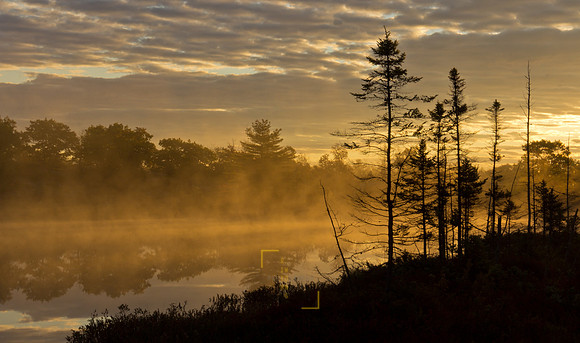Golden Mist *