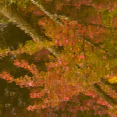 Fall Colour Tapestry *