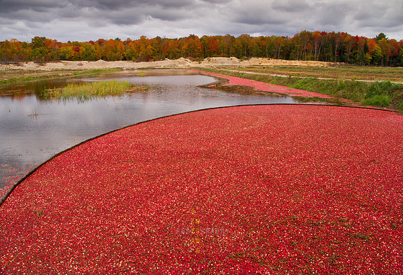 Cranberry Harvest *