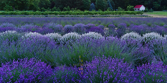 Lavender Farm