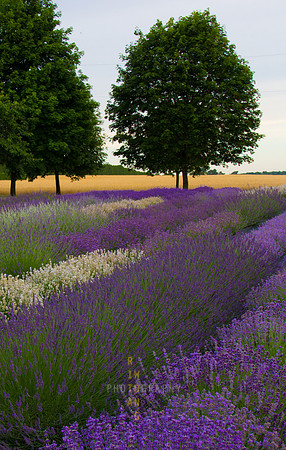 Vision of Provence