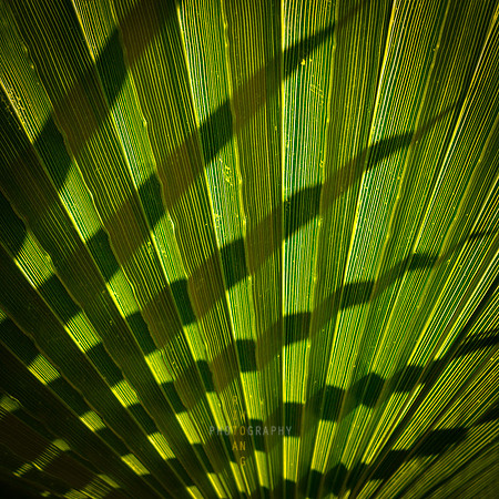 Palm Fan