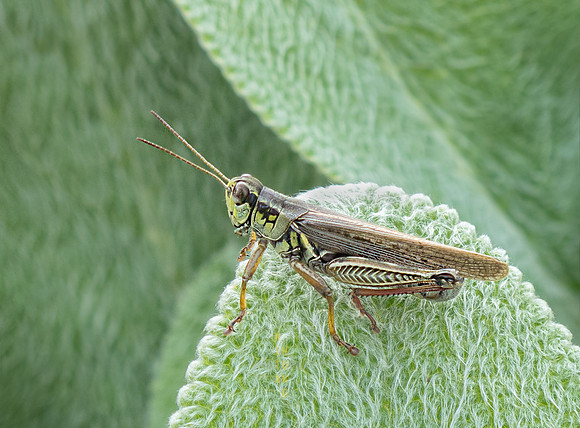 Grasshopper on Lambs Ears Plant