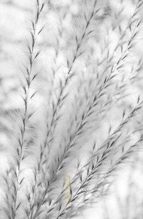 Gentle Nature