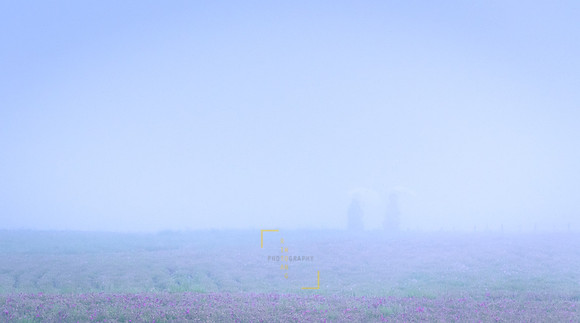 Foggy Garden Stroll
