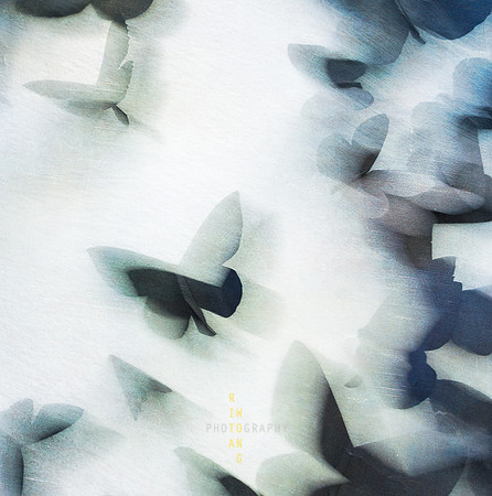 Moth Scatter