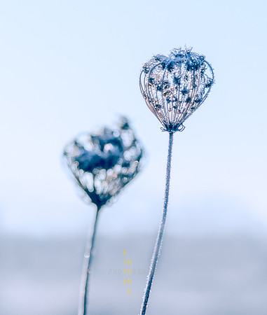 Crown Jewels