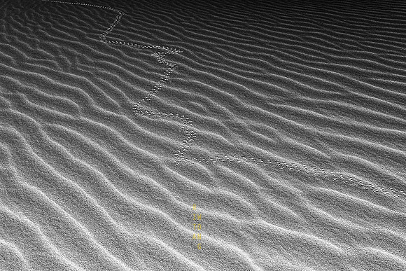 Solitary Sahara Trek