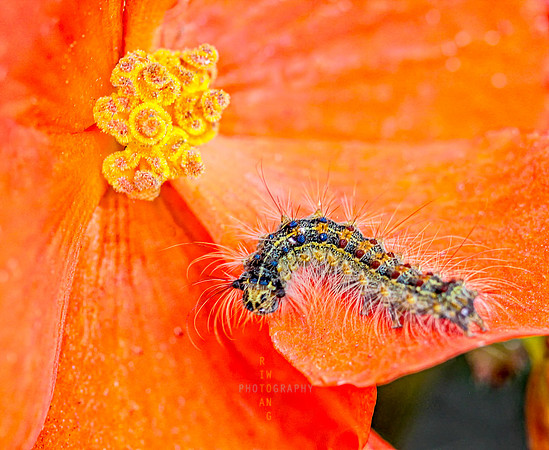 Caterpillar Display
