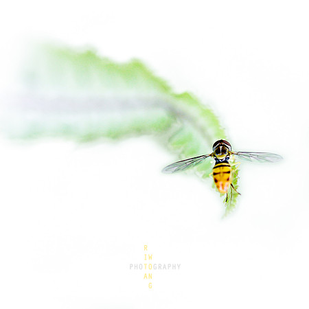 Just Hovering