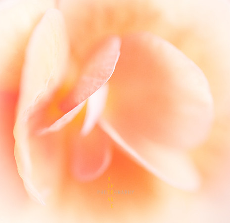 Feeling Peachy