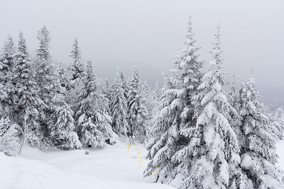 Snow-Frosted