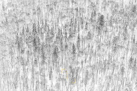 Winter Forest Sketch
