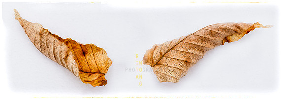 Turn Over a Curled Leaf