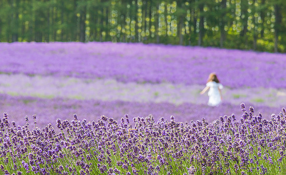 Lavender Beauty