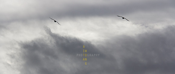 Soaring