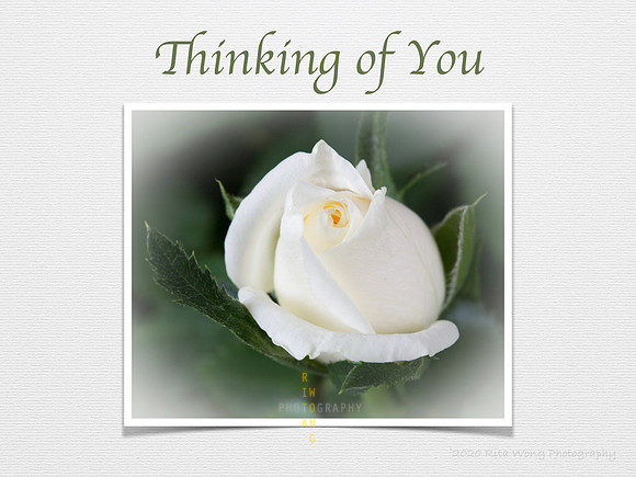 Floral Card - Thinking of You