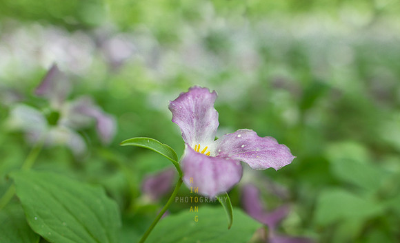 Trillium Fairies