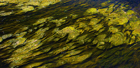 Algae Art