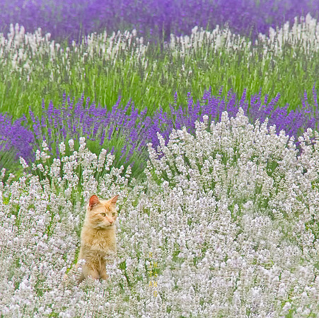 Picture Purrfect