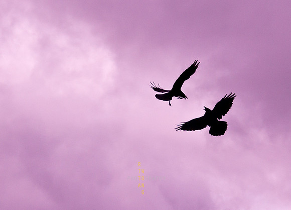 Raven Dance