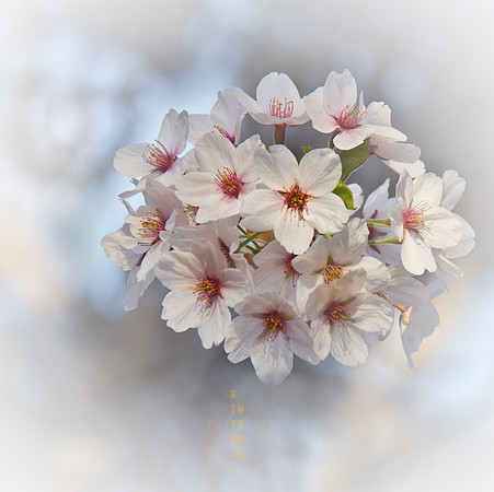 Bouquet of Love