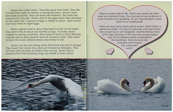 Swans-2