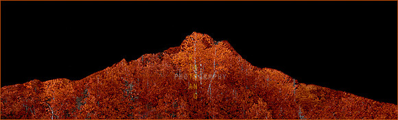 Autumn Treescape
