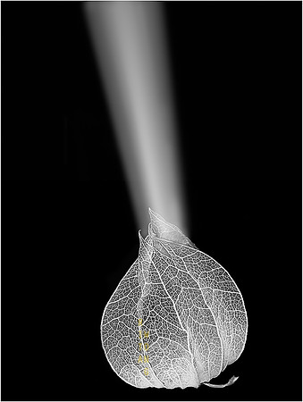 Lumière en Cage *