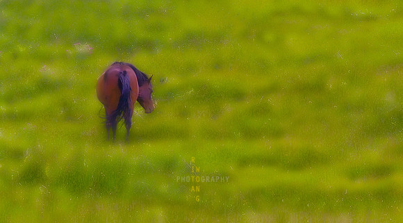 Pastoral Memories