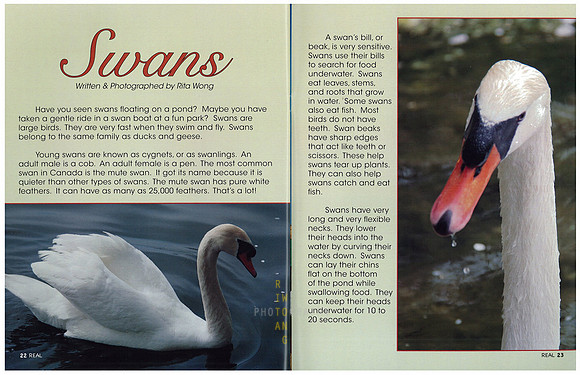 Swans-1